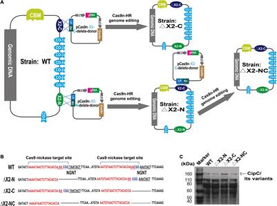 In vivo Functional Characterization of Hydrophilic X2 Modules in the Cellulosomal Scaffolding Protein